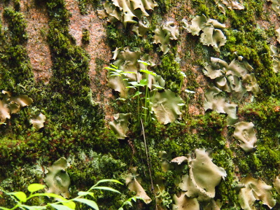 [A close view of what appears to be small individual lettuce leaves stuck to the rock in between what appears to be moss.]